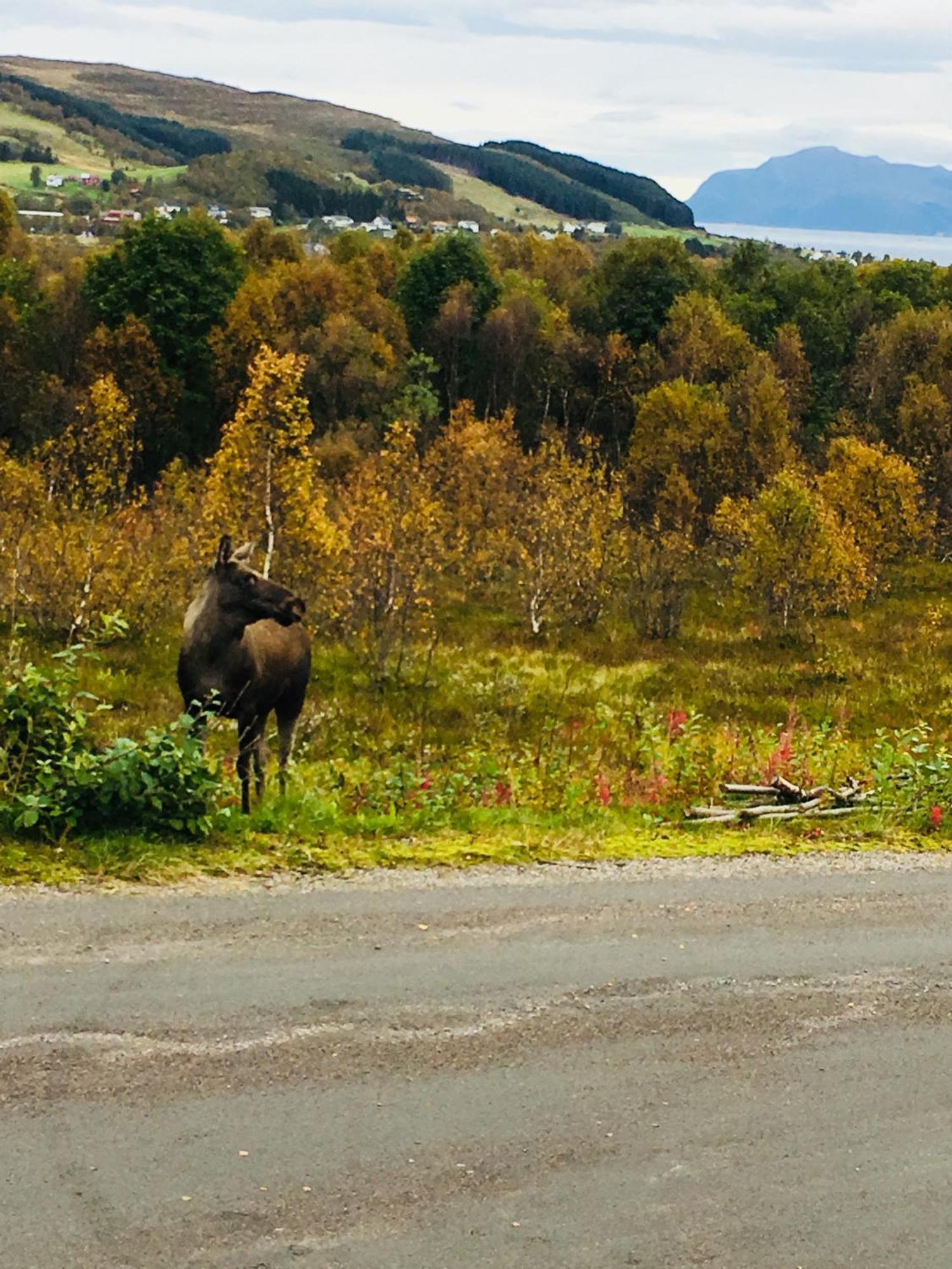 Sortland Camping Og Motell As エクステリア 写真